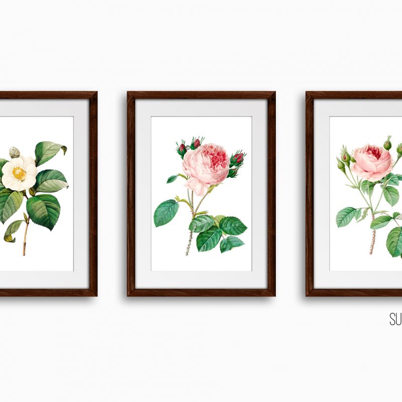 Botanical Roses Art Print Set, Set of 3 Wall Decor Art Prints, Sketched Wall Art for Living Room / Bathroom / Study