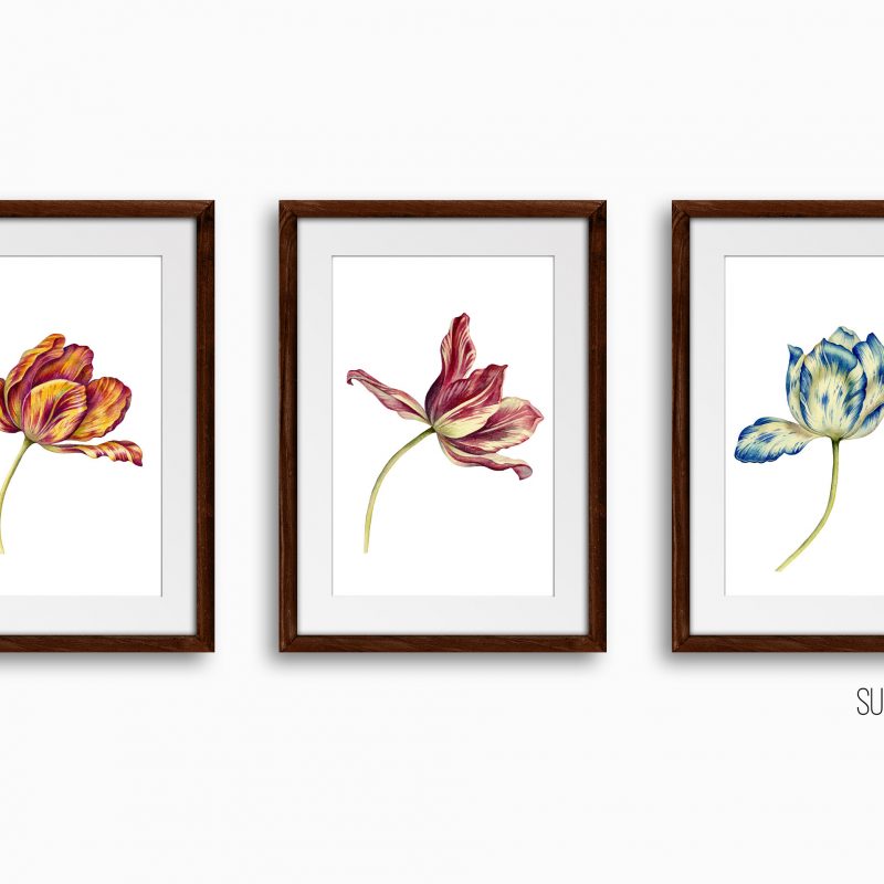 Vintage Tulips Floral Botanical Art Prints Set of 3x Watercolor Tulip Poster Unframed Wall Arts Decor