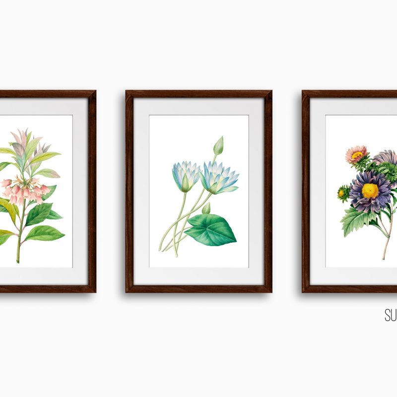 Botanical Floral Art Print Set, Set of 3 Wall Decor Art Prints, Sketched Wall Art for Living Room / Bathroom / Study