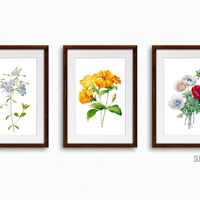 Botanical Floral Art Print Set, Set of 3 Wall Decor Art Prints, Sketched Wall Art for Living Room / Bathroom / Study